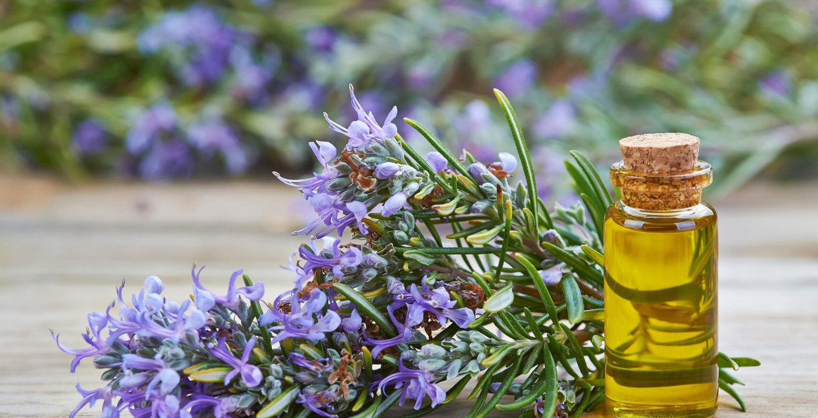 Ethically sourced rosemary from Indian highlands